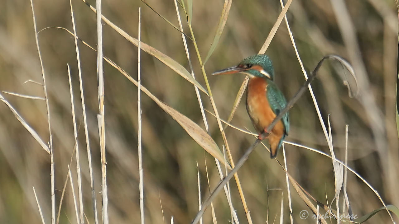 Eurasian kingfisher