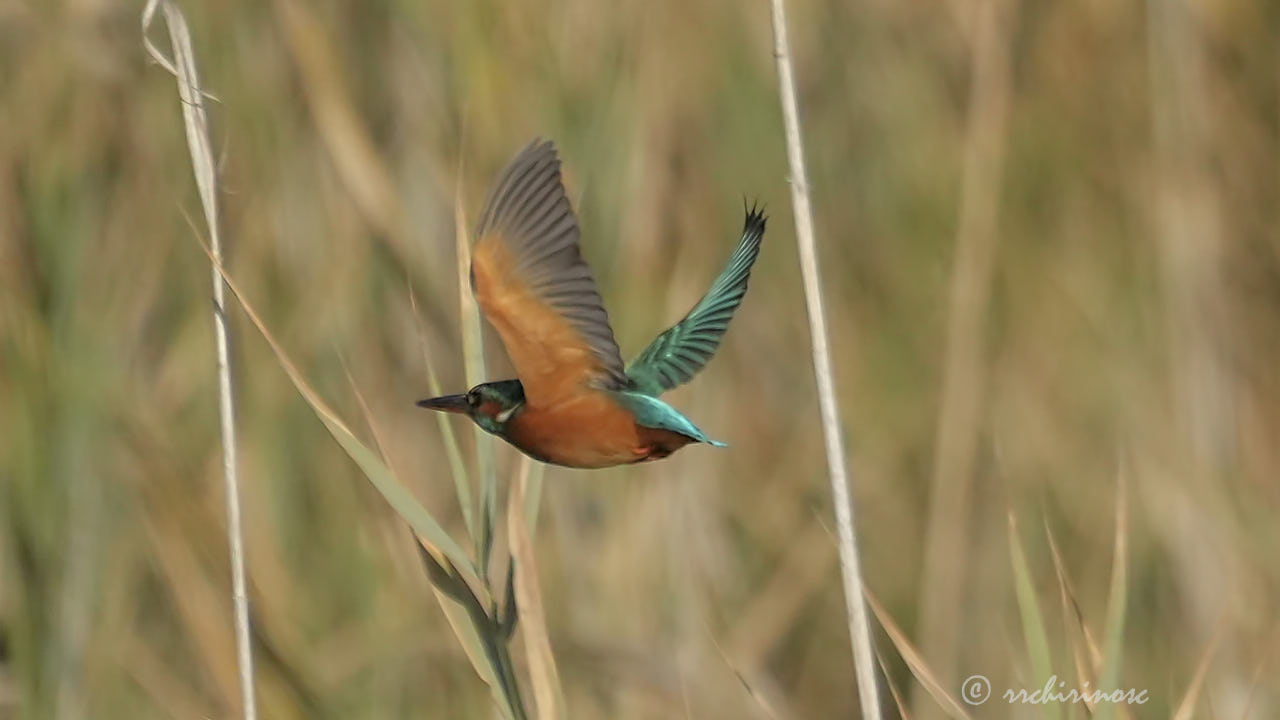 Eurasian kingfisher