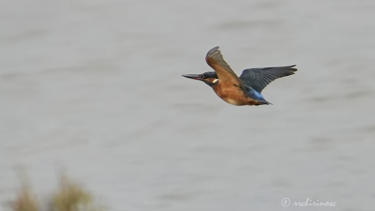 Eurasian kingfisher