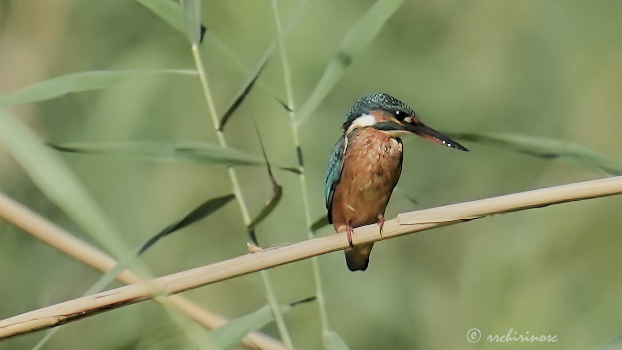 Eurasian kingfisher