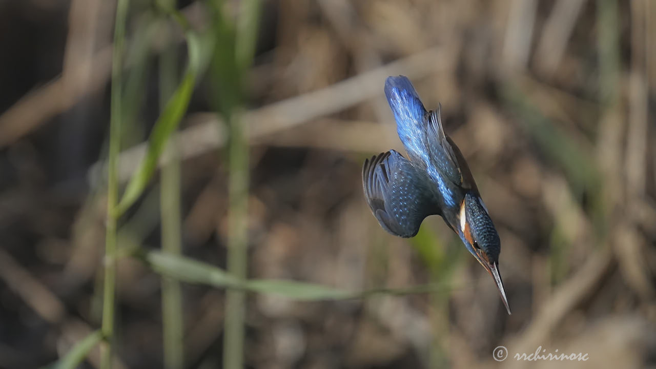 Eurasian kingfisher