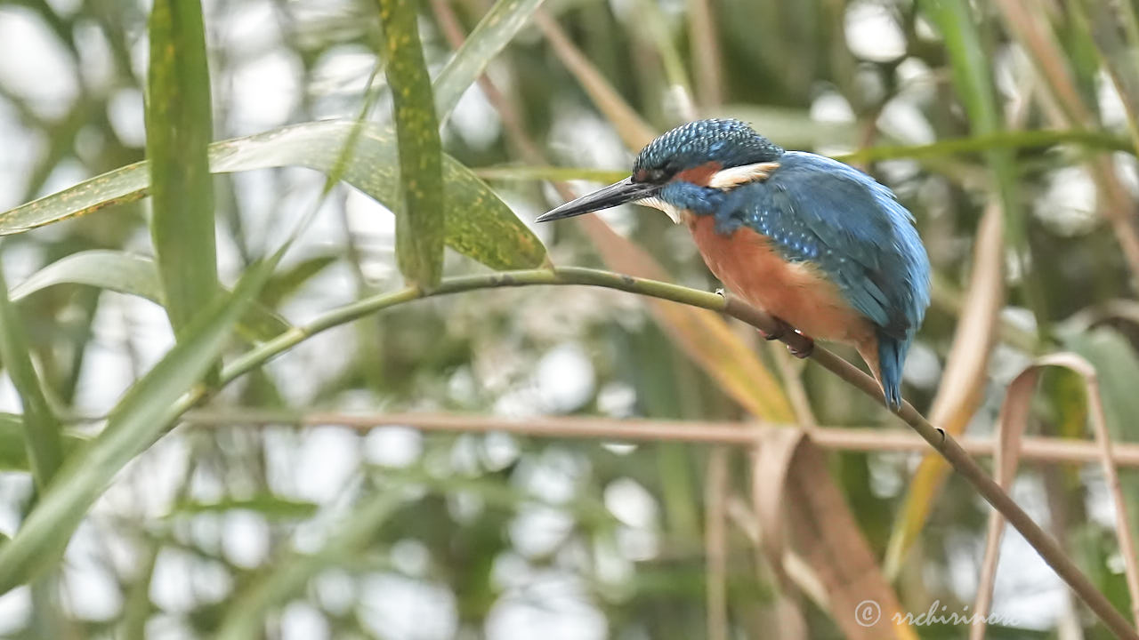 Eurasian kingfisher