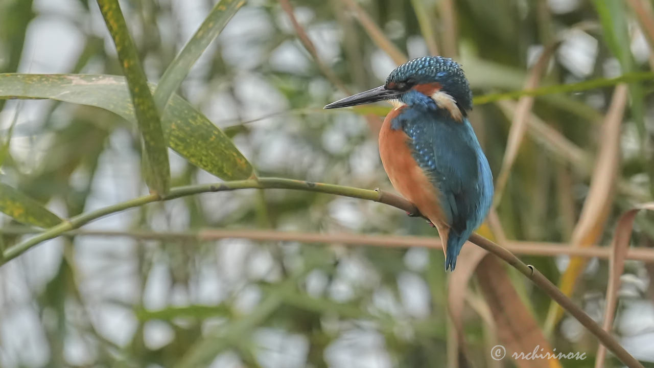 Eurasian kingfisher