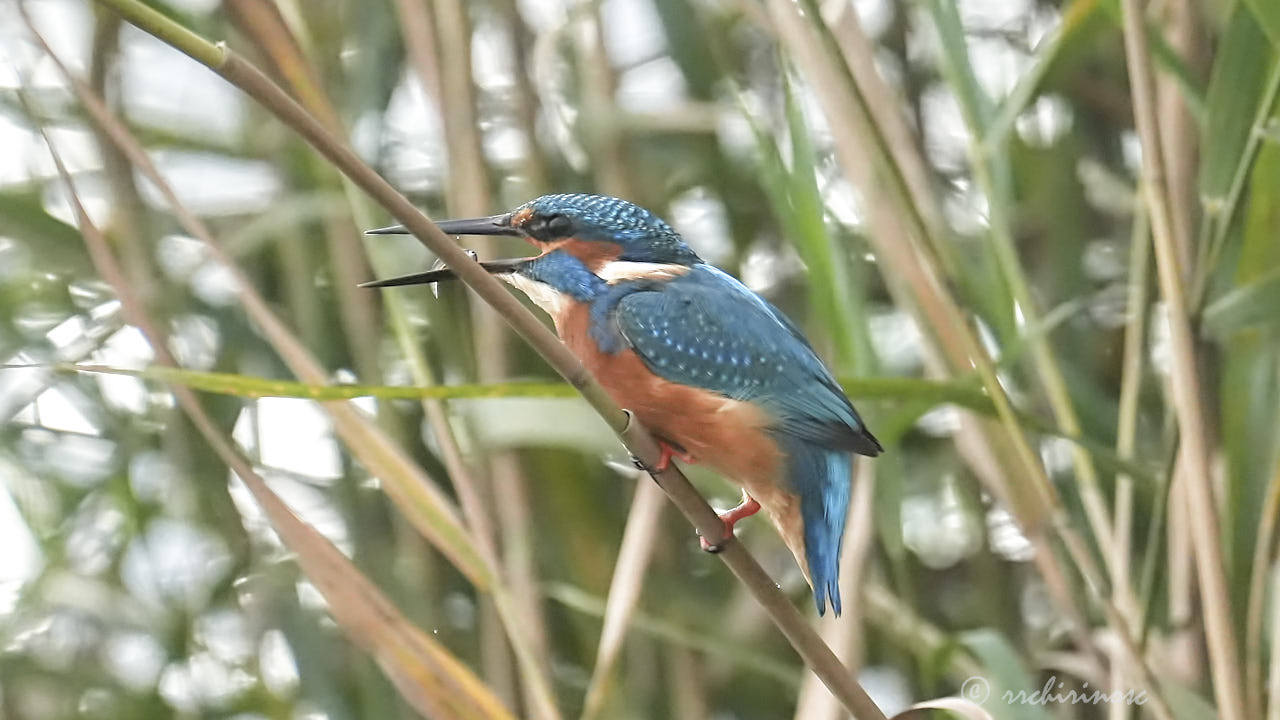 Eurasian kingfisher