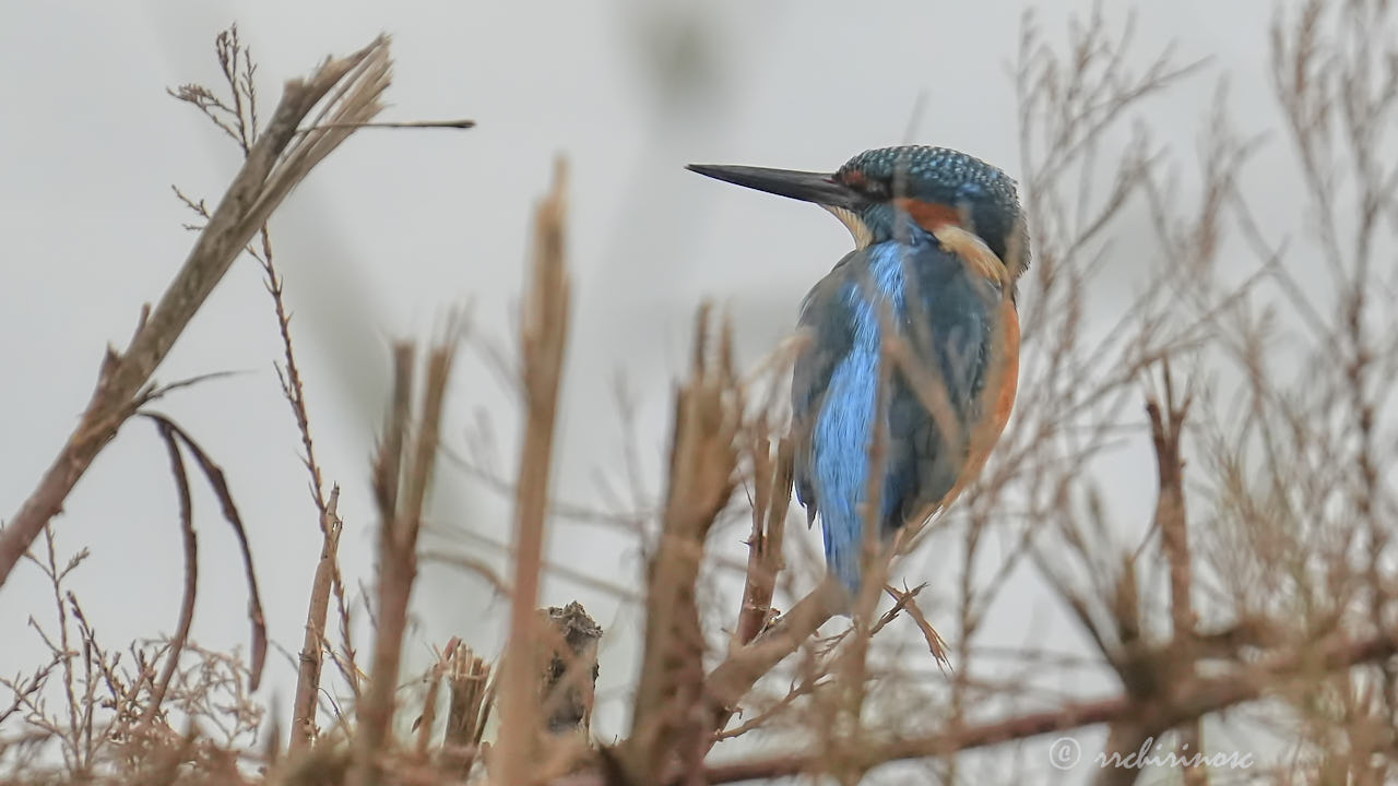 Eurasian kingfisher