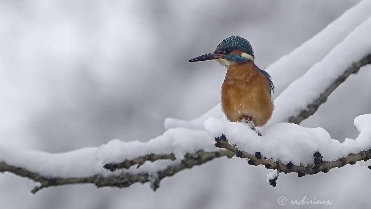 Eurasian kingfisher