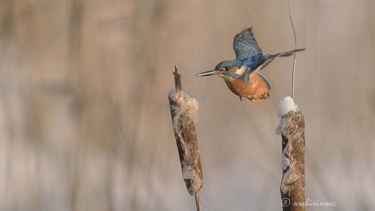 Eurasian kingfisher