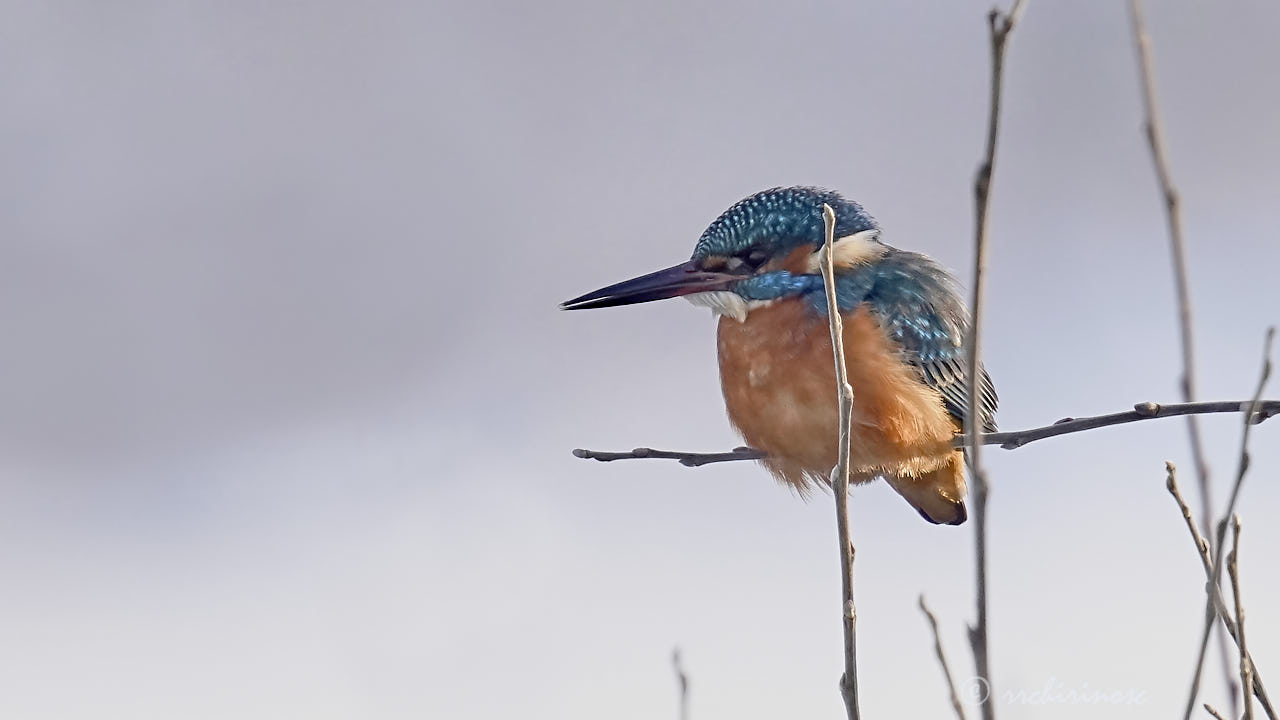 Eurasian kingfisher