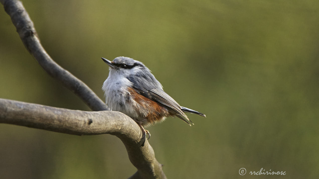 Eurasian nuthatch