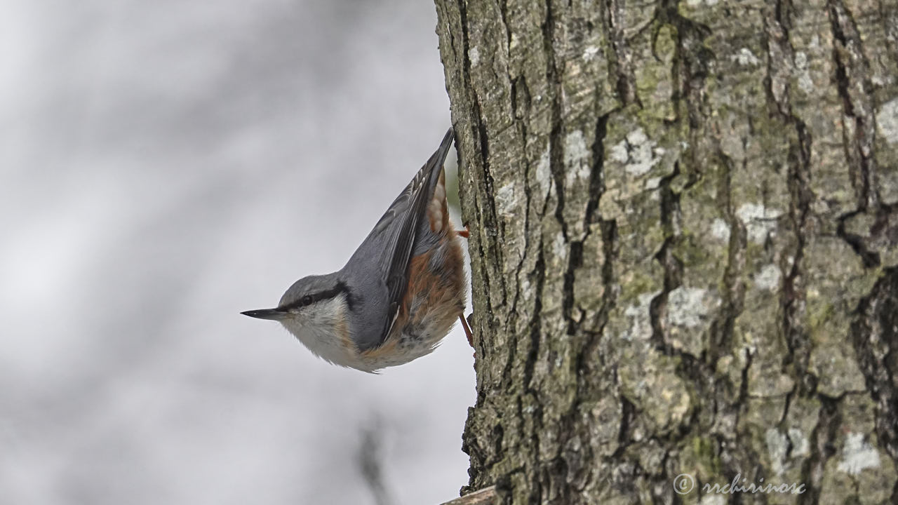 Eurasian nuthatch