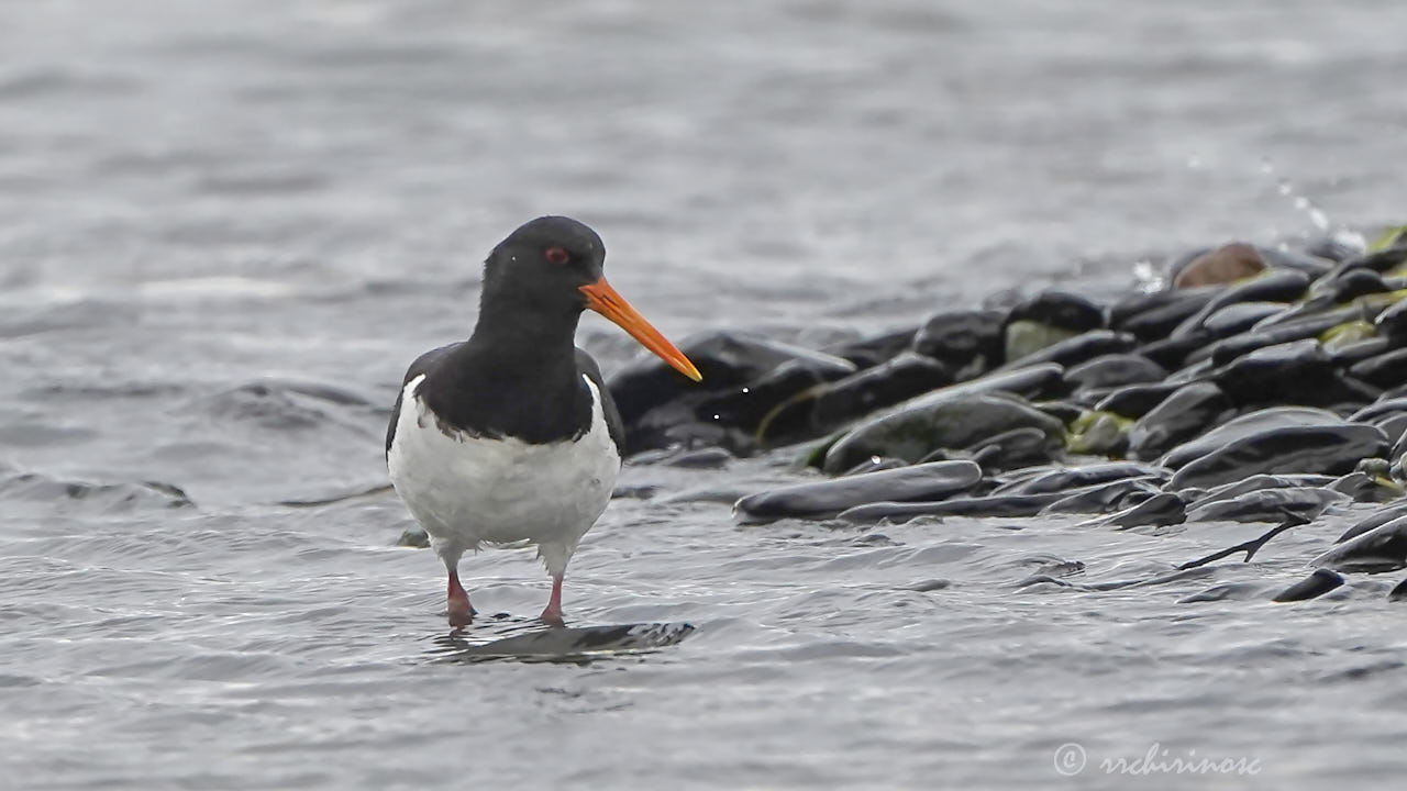 Eurasian oystercatcher