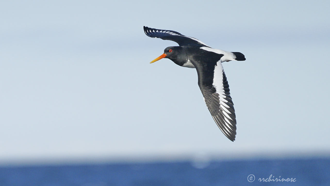 Eurasian oystercatcher