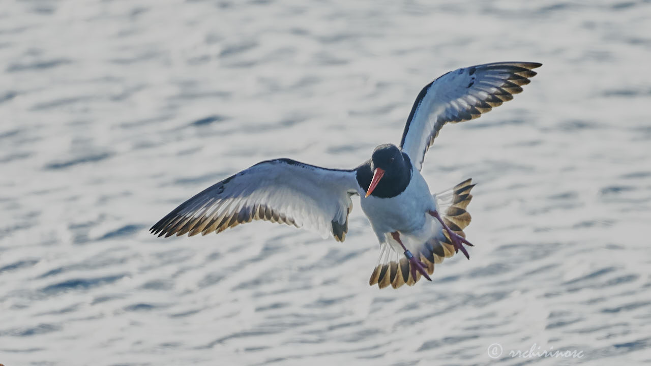 Eurasian oystercatcher