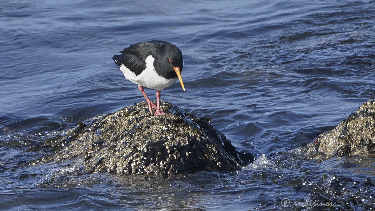 Eurasian oystercatcher