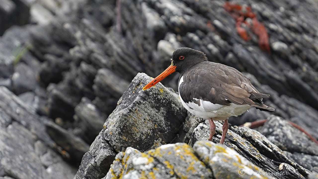 Eurasian oystercatcher