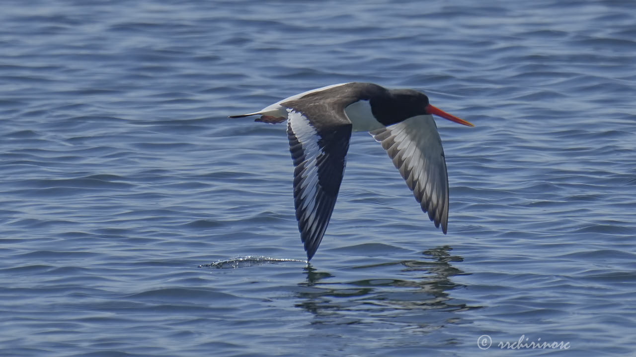 Eurasian oystercatcher