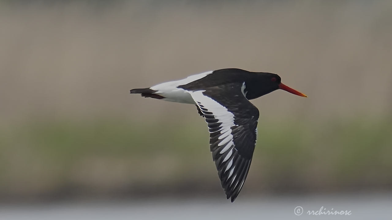 Eurasian oystercatcher