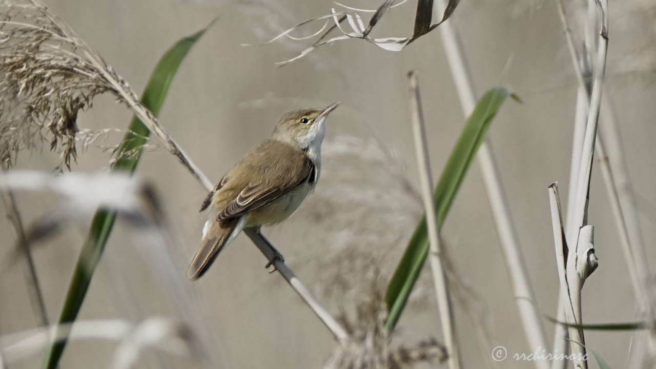 Eurasian reed warbler