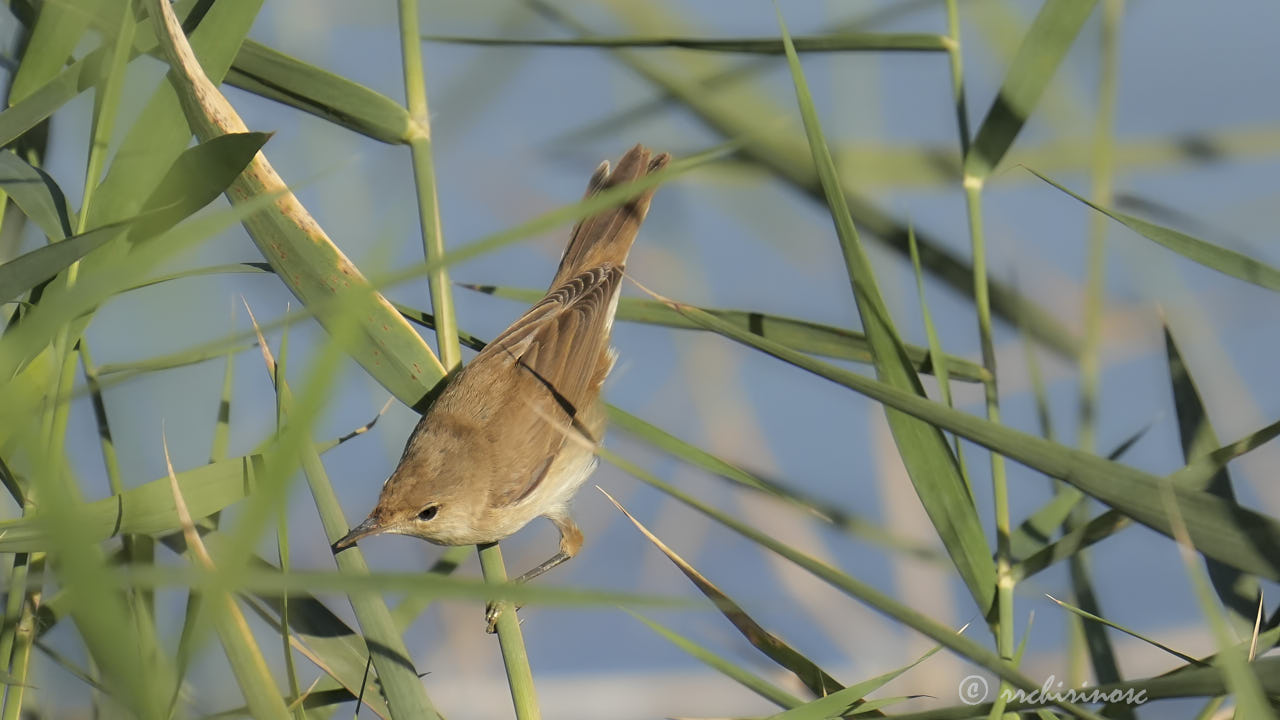 Eurasian reed warbler