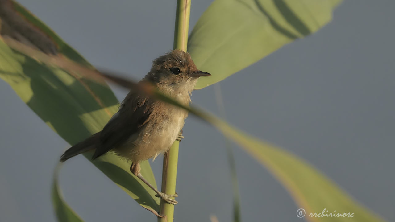 Eurasian reed warbler