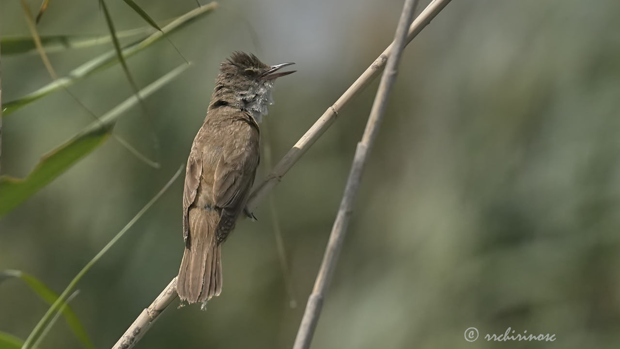 Eurasian reed warbler