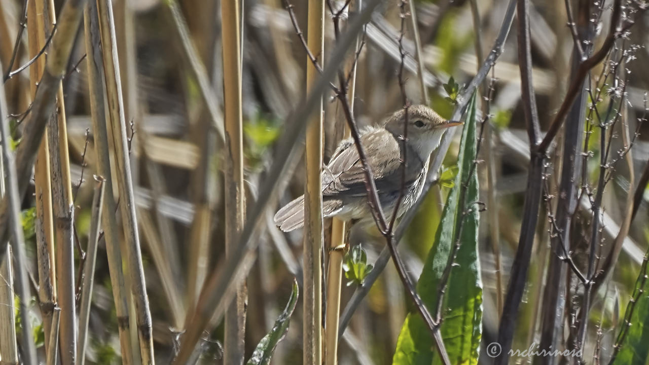 Eurasian reed warbler