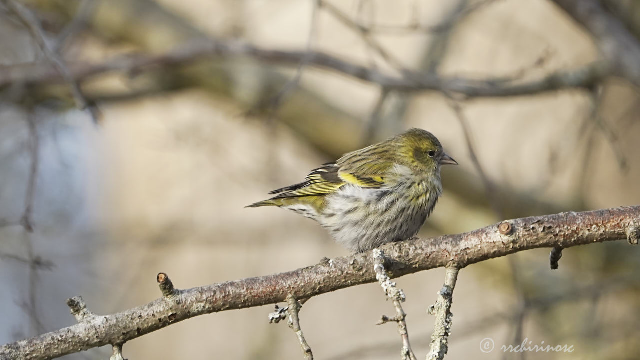 Eurasian siskin