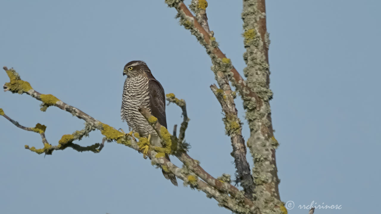 Eurasian sparrowhawk