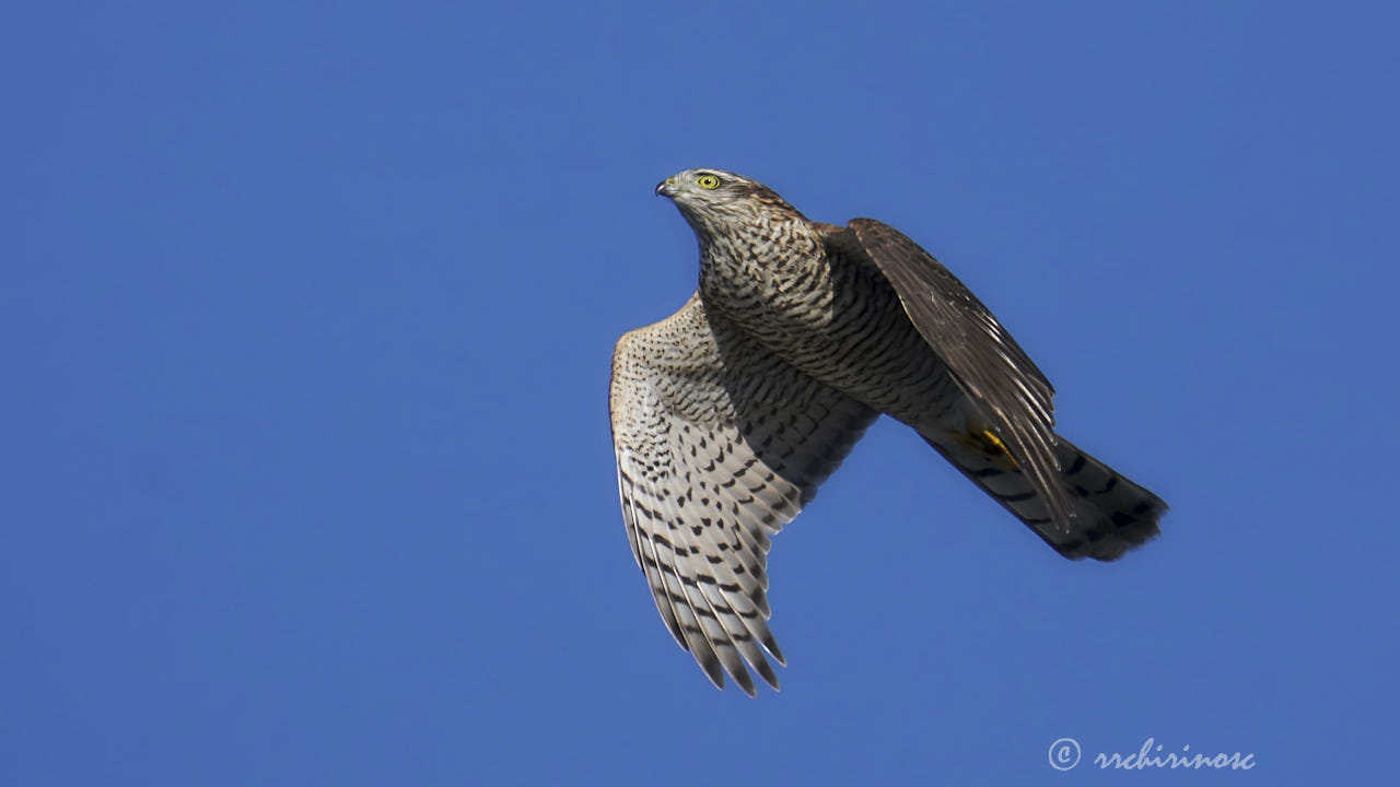 Eurasian sparrowhawk