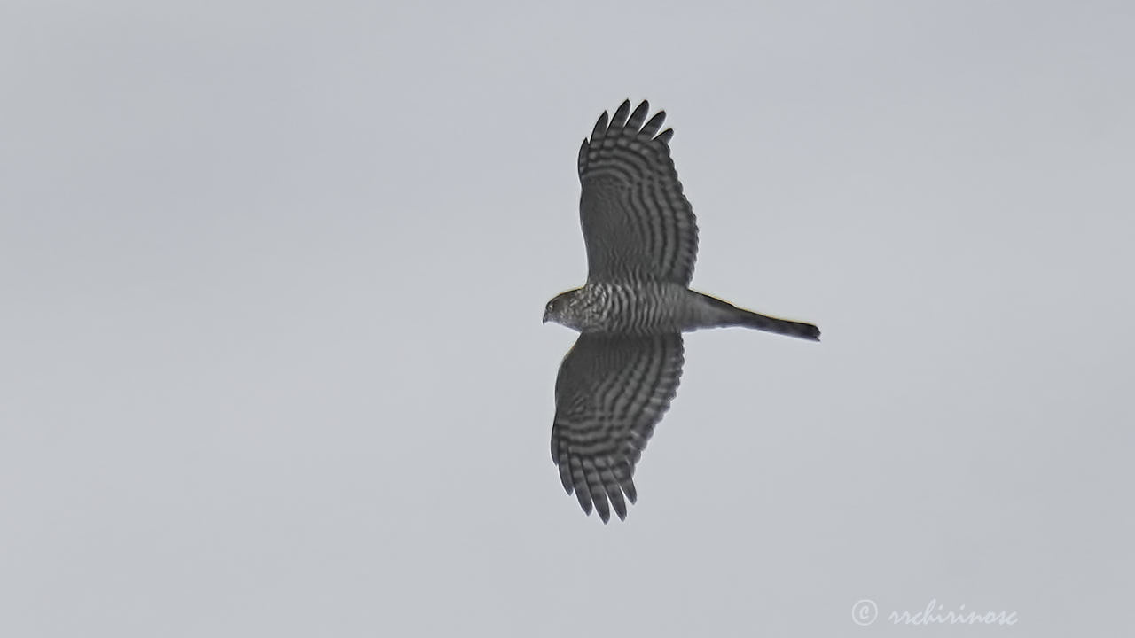 Eurasian sparrowhawk