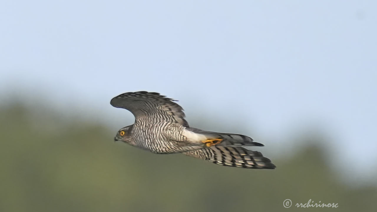 Eurasian sparrowhawk