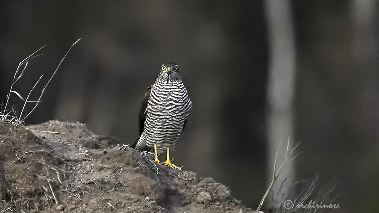 Eurasian sparrowhawk