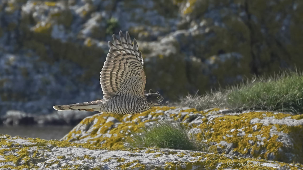 Eurasian sparrowhawk