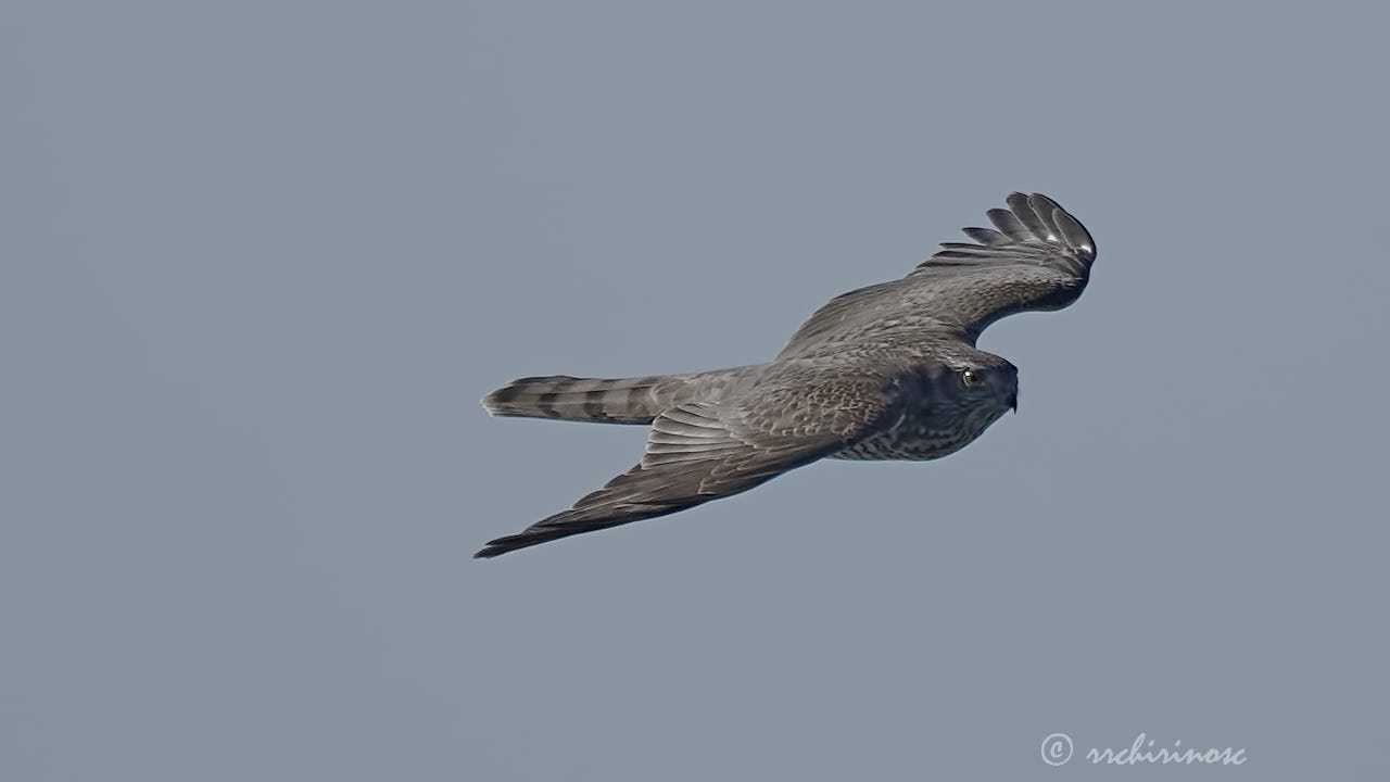 Eurasian sparrowhawk