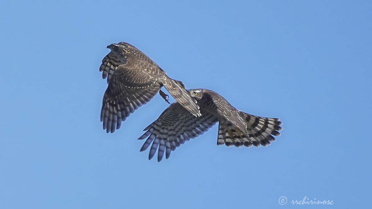 Eurasian sparrowhawk