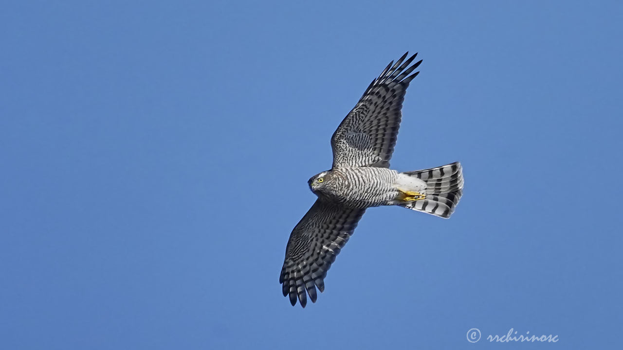 Eurasian sparrowhawk