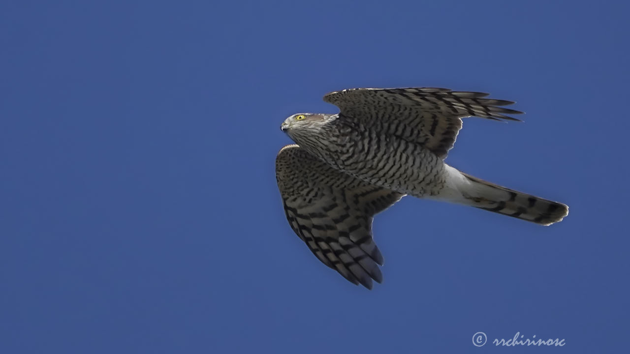 Eurasian sparrowhawk