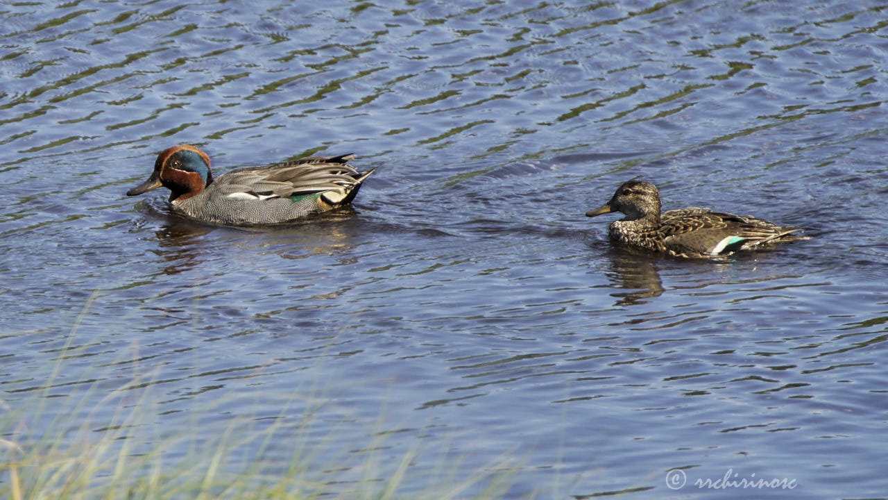 Eurasian teal