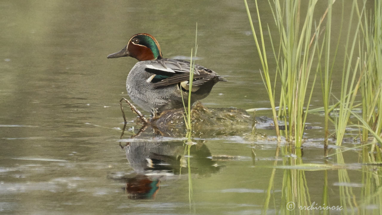 Eurasian teal