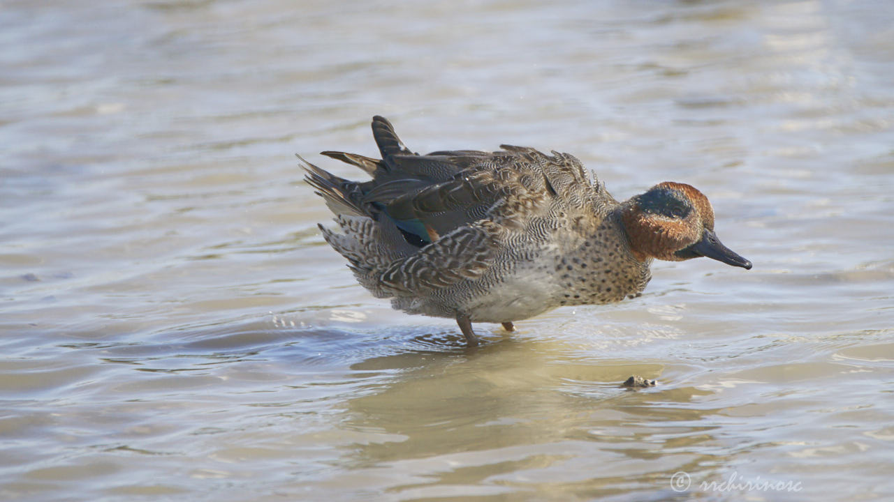 Eurasian teal