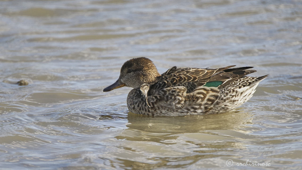 Eurasian teal