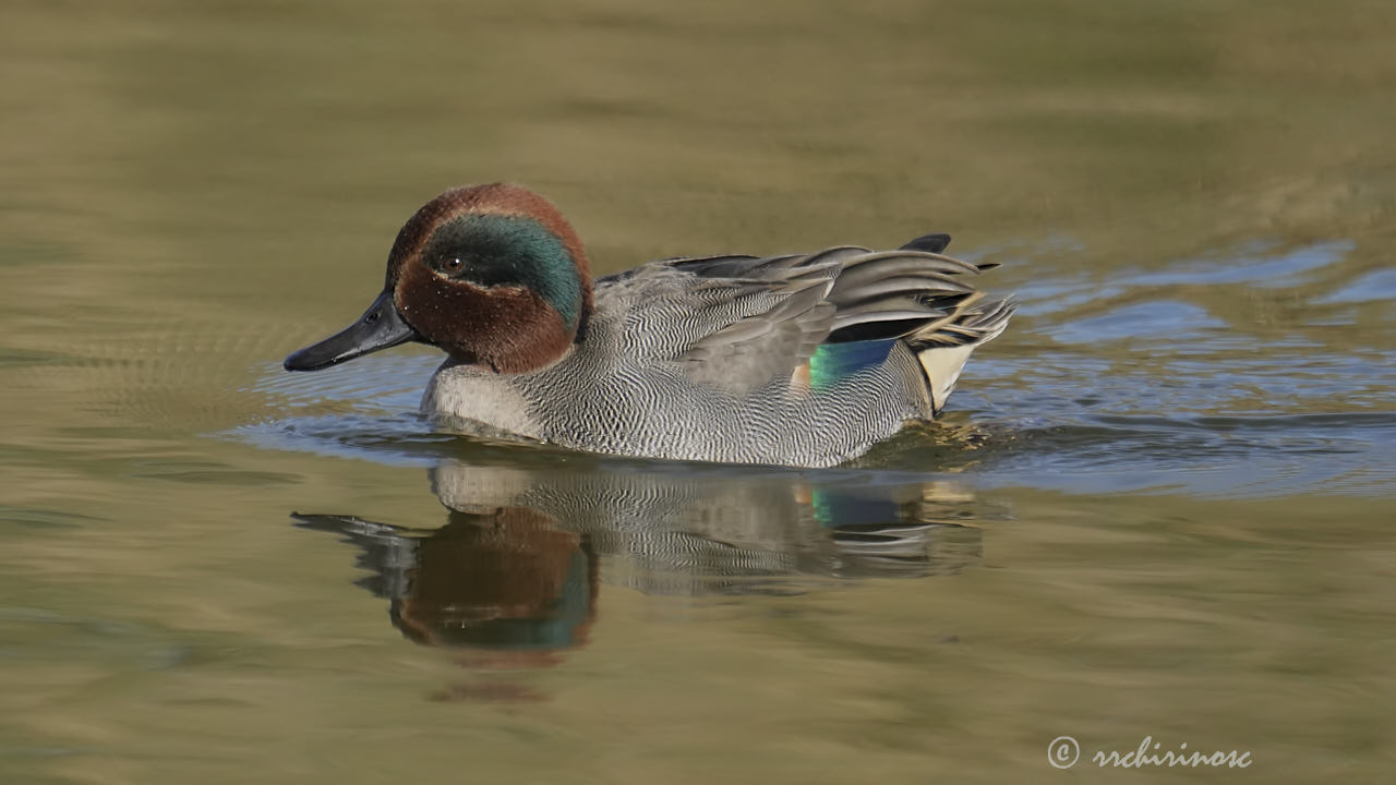 Eurasian teal