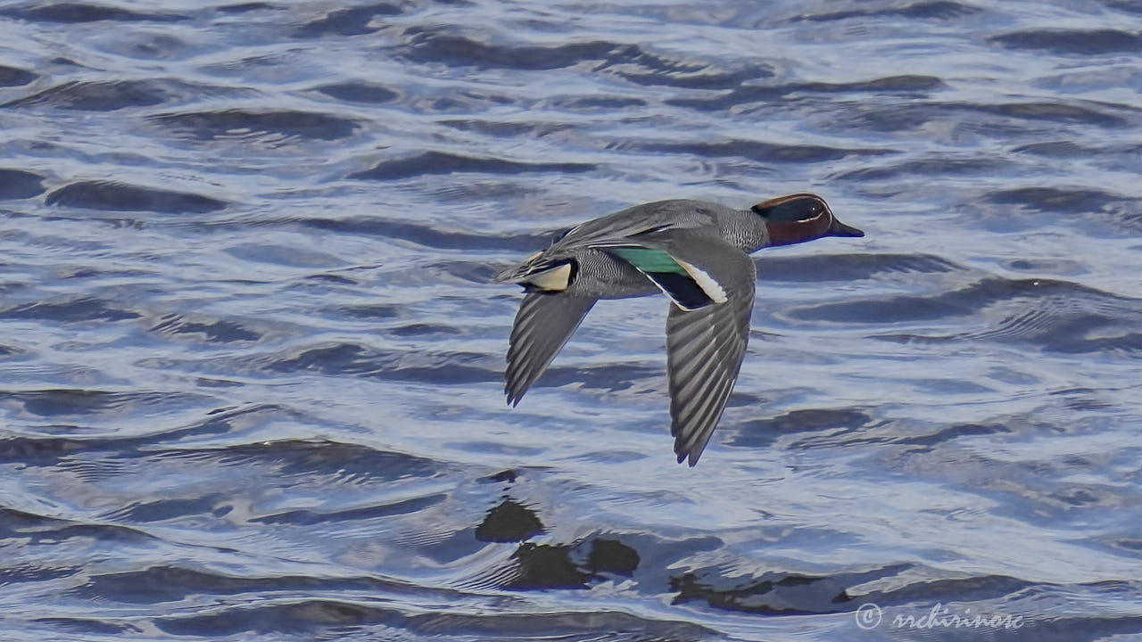 Eurasian teal