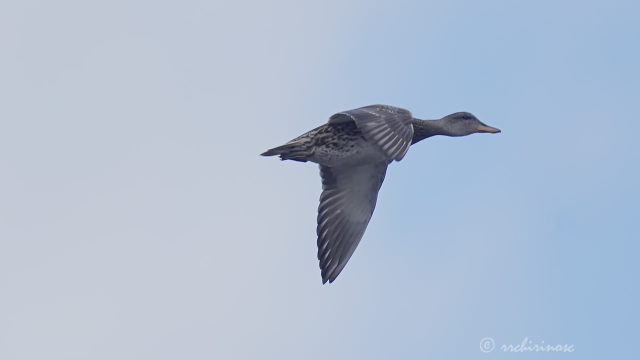 Eurasian teal