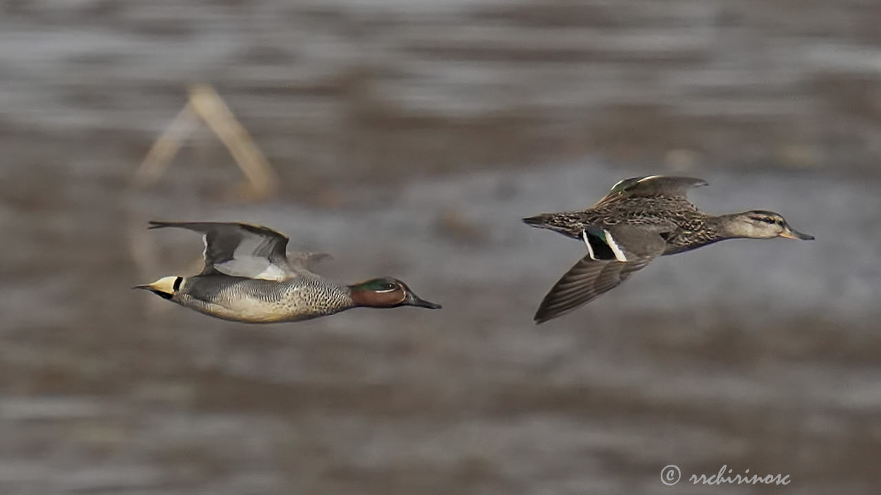 Eurasian teal