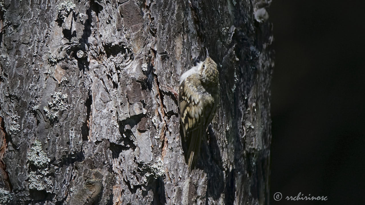 Eurasian treecreeper