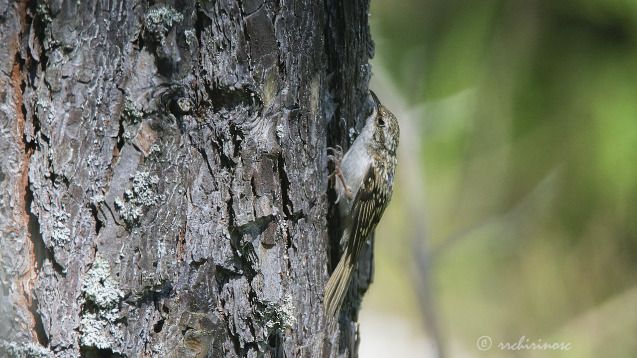 Eurasian treecreeper