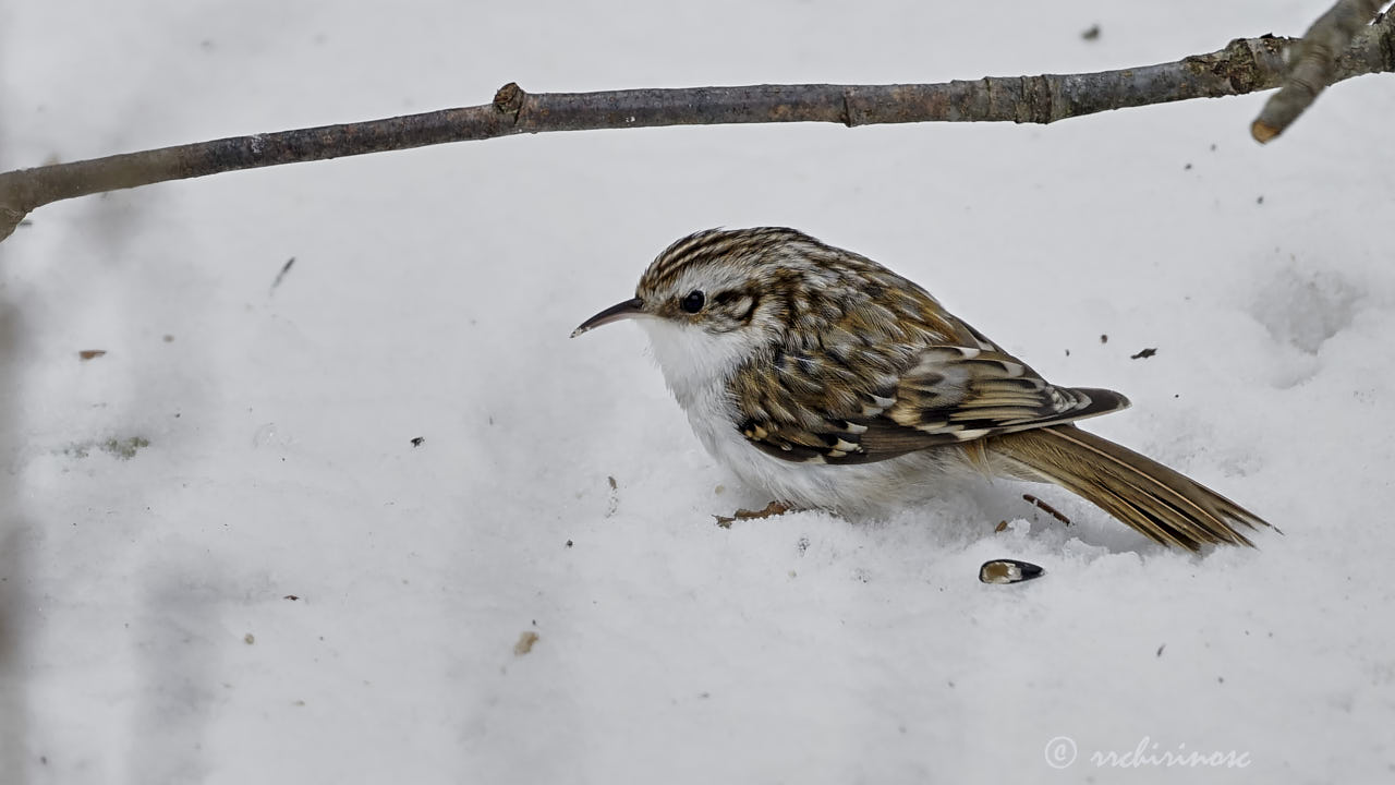 Eurasian treecreeper