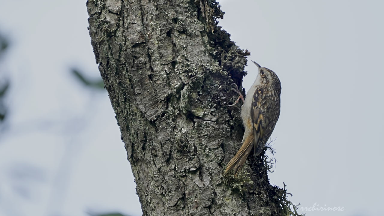 Eurasian treecreeper