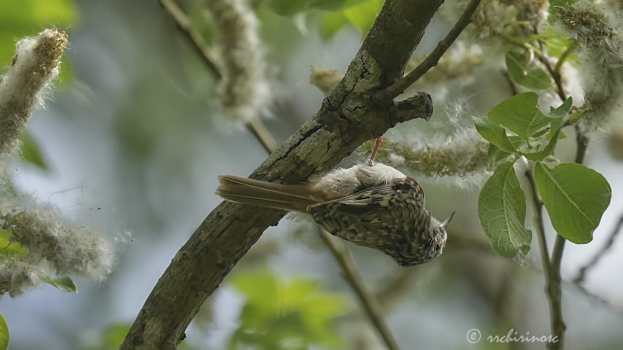 Eurasian treecreeper